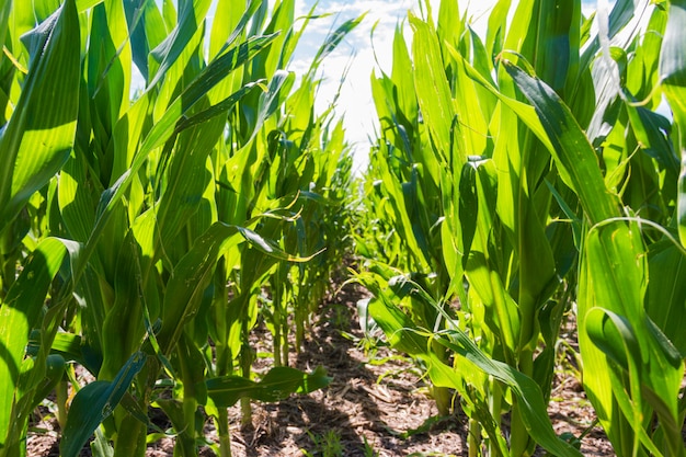 Plantation of corn in the Argentine countryside