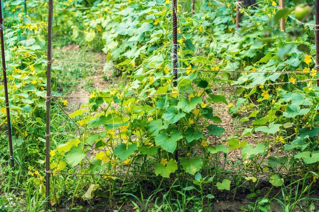 Plantation of cucumbers Natural background