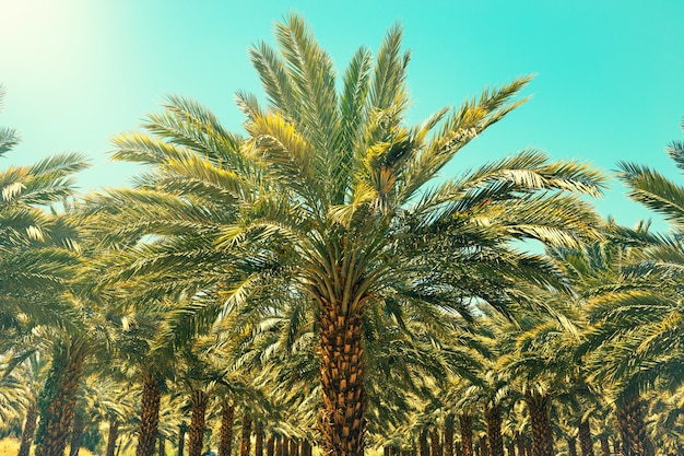 Plantation of date palm trees in Israel. Beautiful nature