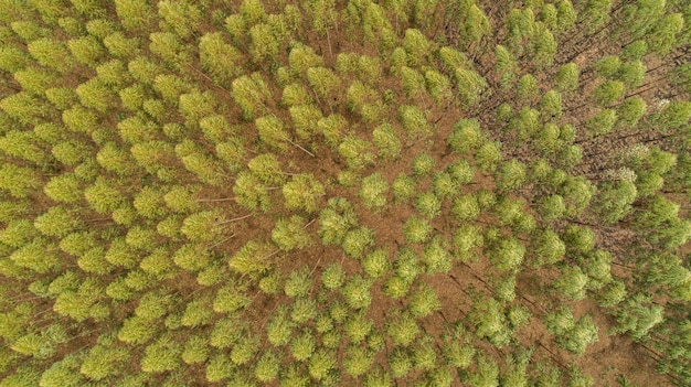 Plantation of eucalyptus trees, view from above. Eucalyptus forest.