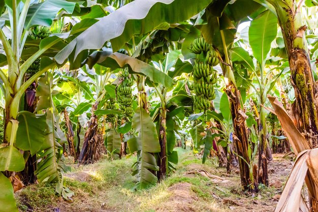 Plantation of the green banana trees on summer