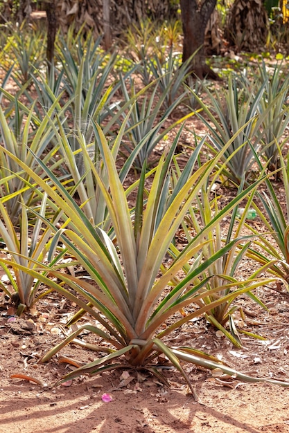 Фото На плантации выращивают ананас вида ananas comosus