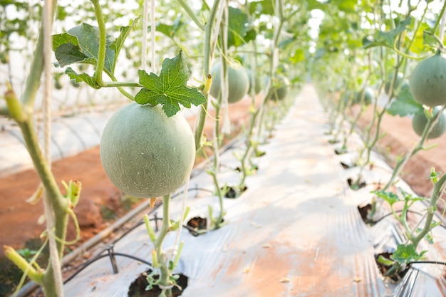 Plantation of melon in greenhouse.