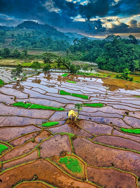 Plantation in the Mountains Photo