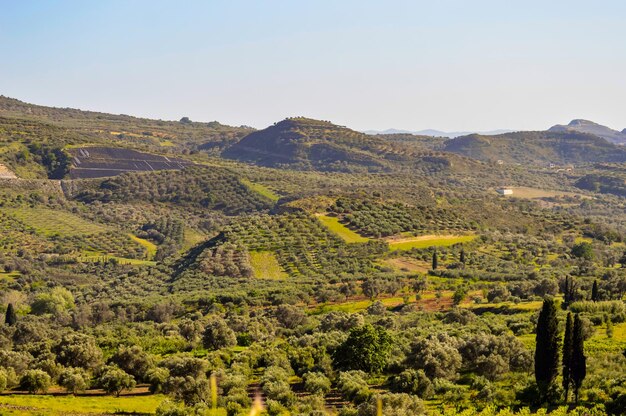 Plantation of olive trees in crete the island of olive trees as far as the eye can see