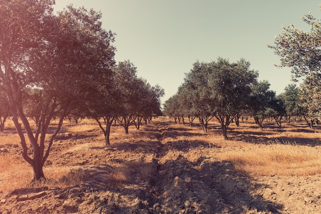 Plantation of olive trees