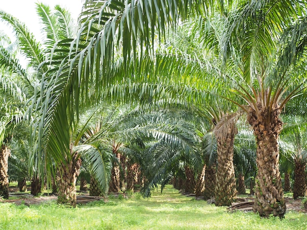 plantation of palm oil tree in farm    