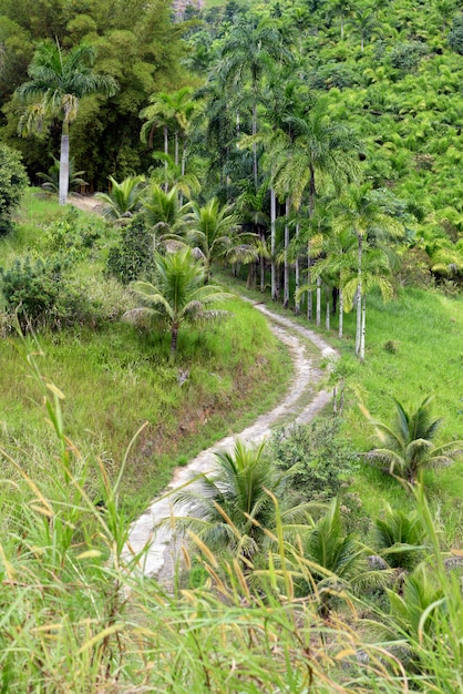 Plantation of peach palm, or Palmito Pupunha in Portuguese