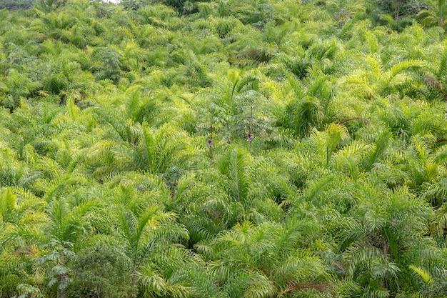 Plantation of peach palm, or pupunha