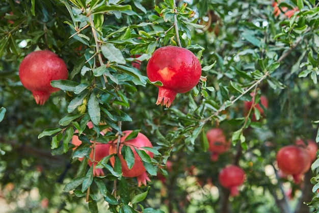 Foto piantagione di melograni nella stagione del raccolto, grande frutto per rosh hashanah