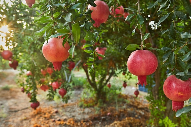 Piantagione di melograni nella stagione del raccolto, grande frutto per rosh hashanah