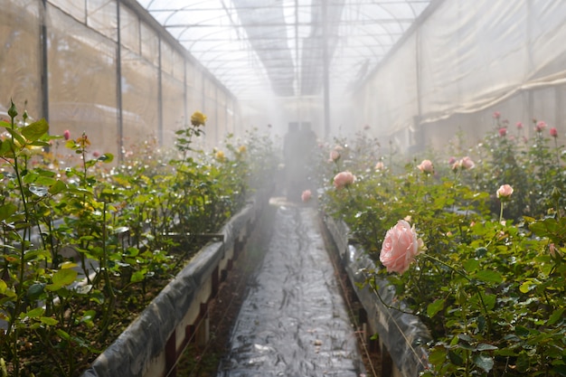 Rose di piantagione in una serra, rose che fioriscono in una serra in una fattoria di rose