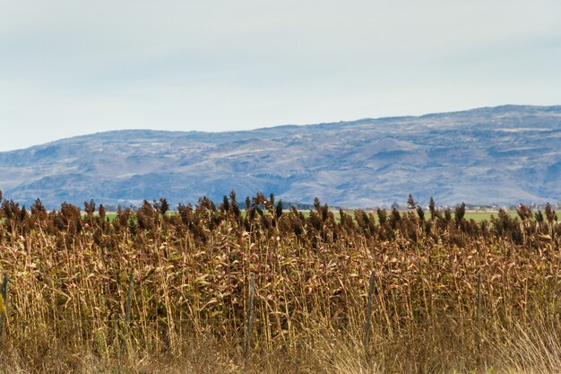 산기슭에 사탕 수수 농장