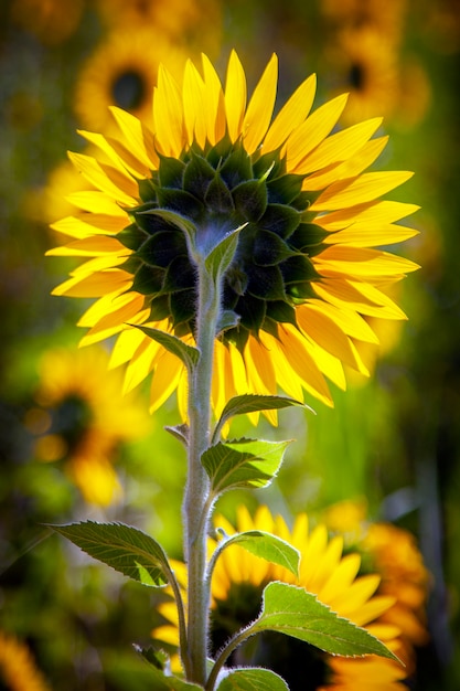 Plantation of sunflowers with a blue sky day