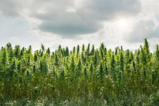 Plantation with cannabis plants