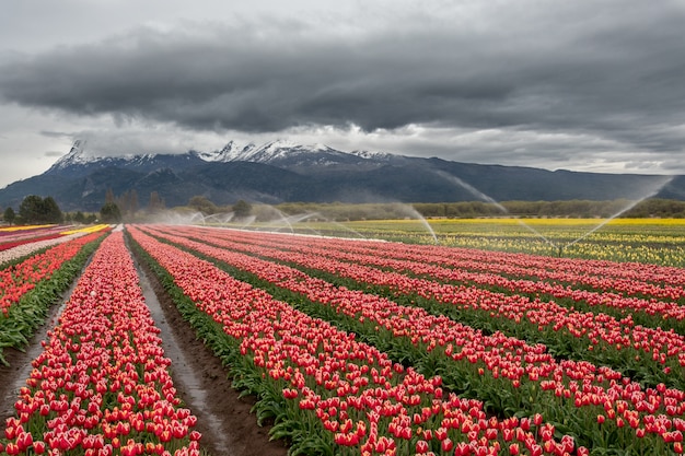 Piantagione di tulipani gialli, viola e rossi in patagonia.