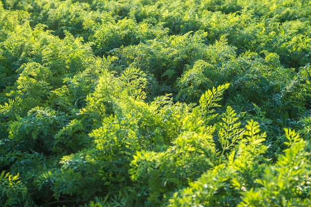 たくさんの植物がある温室での若いニンジンのプランテーション