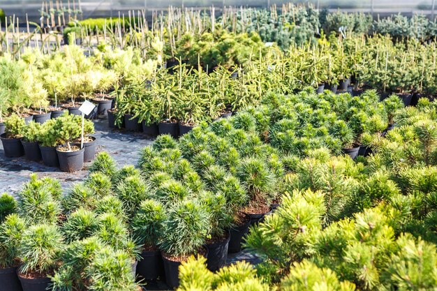 Plantation of young conifers in greenhouse with a lot of plants