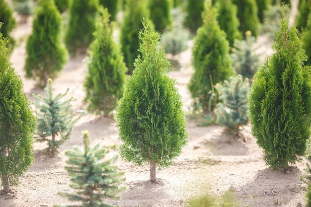 たくさんの植物がある温室での若い針葉樹のプランテーション