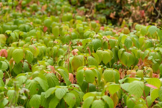 Plantation of young wild grapes, 