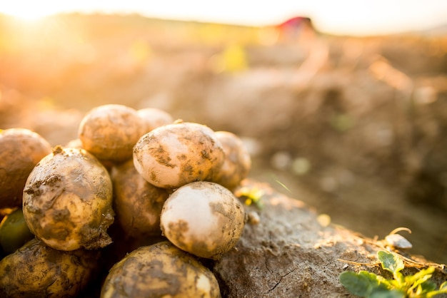 プランテーションが成長する 畑で新鮮な有機ジャガイモを収穫する 泥の中のジャガイモ