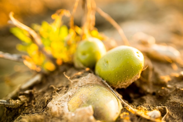 Plantations grow Harvesting fresh organic potatoes in the field Potatoes in mud