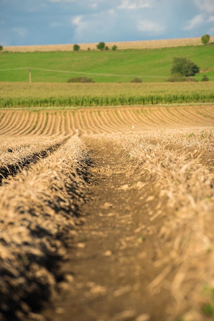 Плантации растут Сбор свежего органического картофеля в поле Картофель в грязи