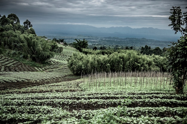 Photo plantations in nord kivu, drc