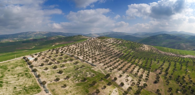 Plantations of olive trees on hills in Morocco