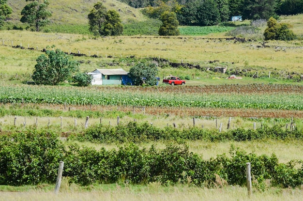 Plantations in the rural area of Easter Island in Chile