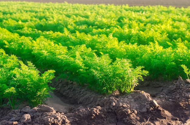 Plantations of young carrots grow in the field