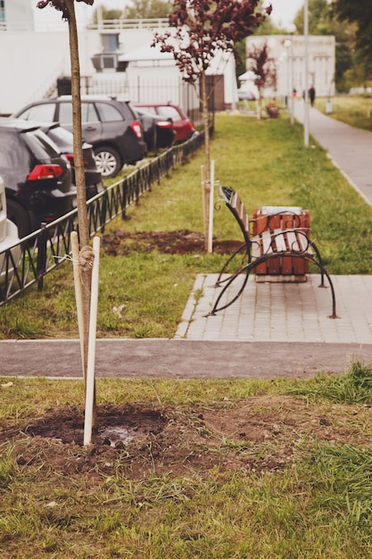 Planted young sapling of trees in an urban environment on territory of house. Background for gentrification of city. Concept of landscaping, nature, environment and ecology. Copy space