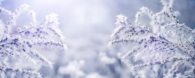 Planten bedekt met dikke vorst in het veld in lichte kleuren