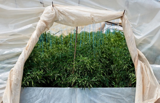 Planten bedekt met plastic folie in een kas