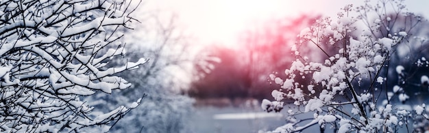 Planten bedekt met pluizige sneeuw op de rivieroever tijdens zonsondergang