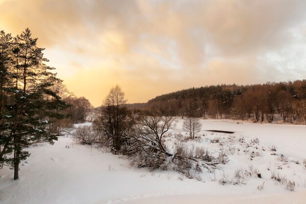 Planten bedekt met sneeuw en vorst