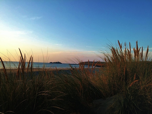 Planten bij de kust bij zonsondergang