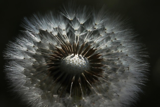 Planten close-up Paardebloem detail macro bloei