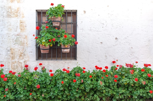 Planten die aan de muur groeien in het klooster van Santa Catalina
