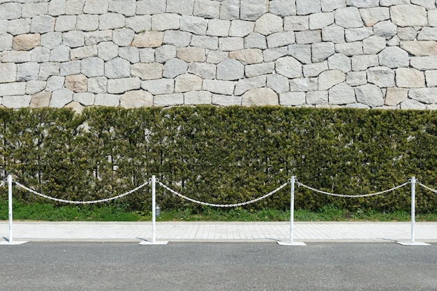 Planten die aan de muur groeien