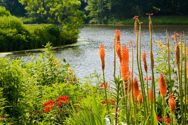 Foto planten die bij het meer groeien