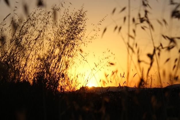 Planten die bij zonsondergang op het veld groeien