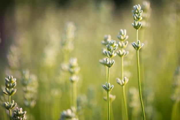 Planten die in de buitenlucht groeien