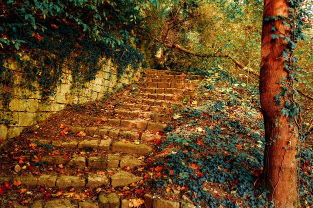 Foto planten die in de herfst op het land groeien