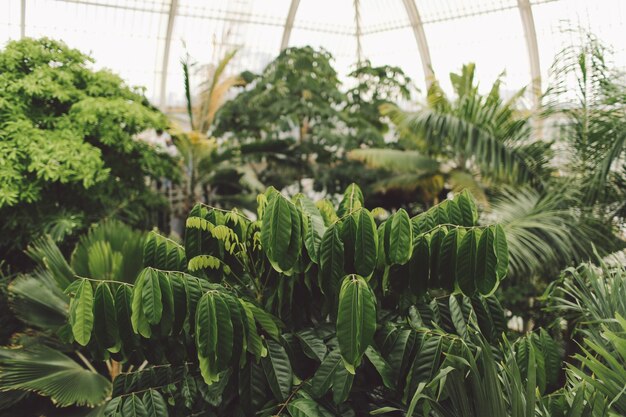 Planten die in de kas groeien