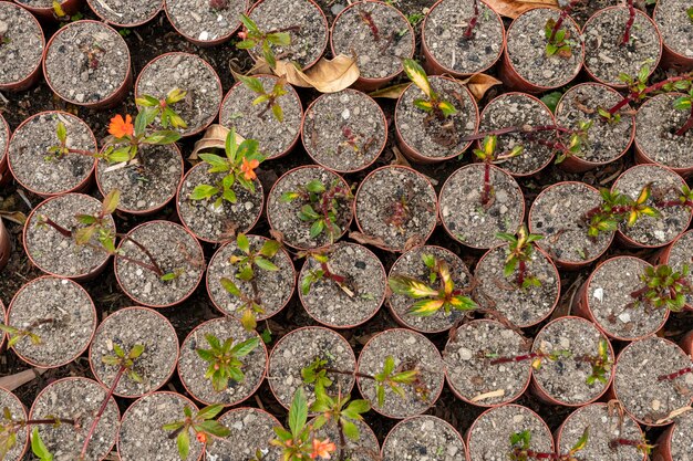 Planten die in de tuin groeien in plastic container