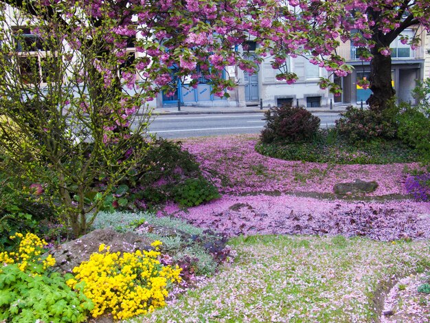 Foto planten die in de tuin groeien