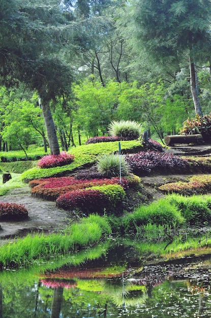 Planten die in de tuin groeien