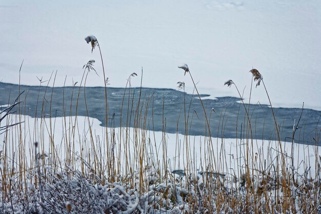 Foto planten die in de winter bij het meer groeien