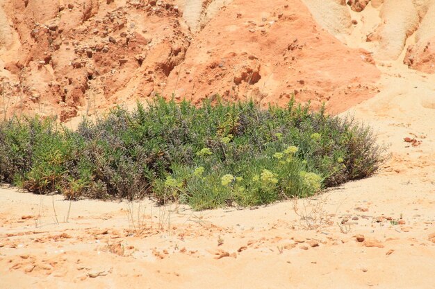 Foto planten die in de woestijn groeien